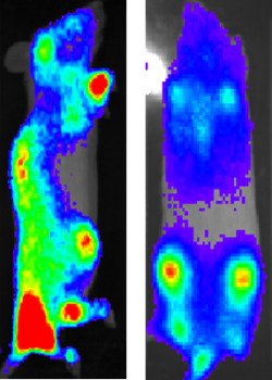 Blue, yellow and red signals show engineered human B cells located in the bone marrow of mice. The B plasma cells reprogrammed in this study have the potential to reside in the bone marrow and produce high-levels of a therapeutic protein for long periods of time.