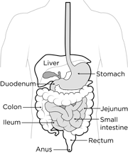 Liver Anatomy