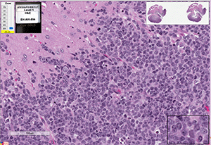 ATRT-310FH/ATRT-333FH cells