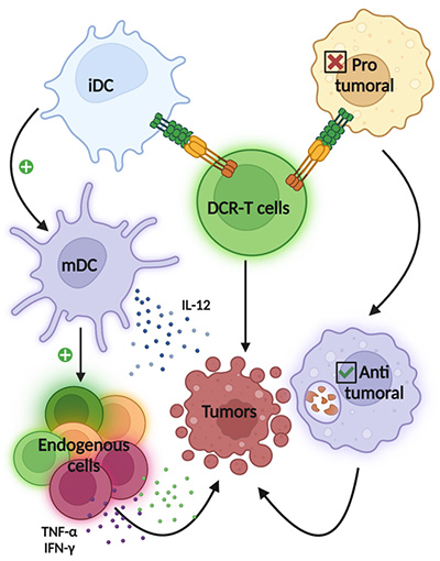 A diagram illustrating Dual Costimulatory Receptors