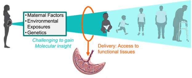 Infographic showing transition from prenatal environment to birth and beyond