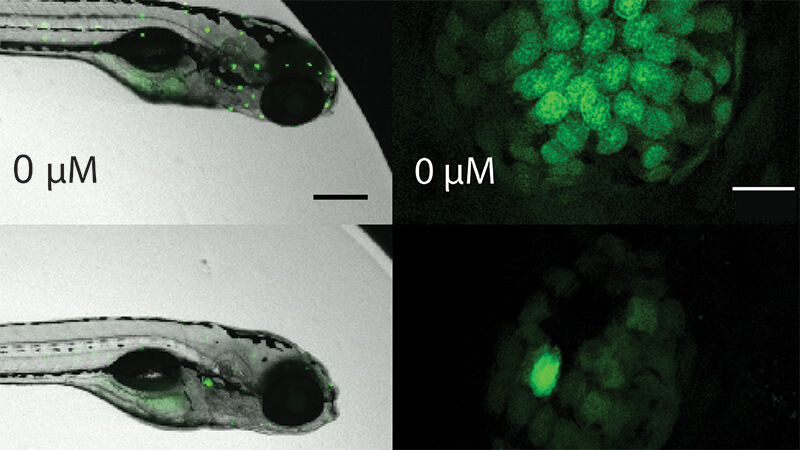 Microscopic image of zebrafish