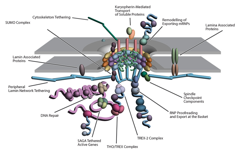 Trypanosomes