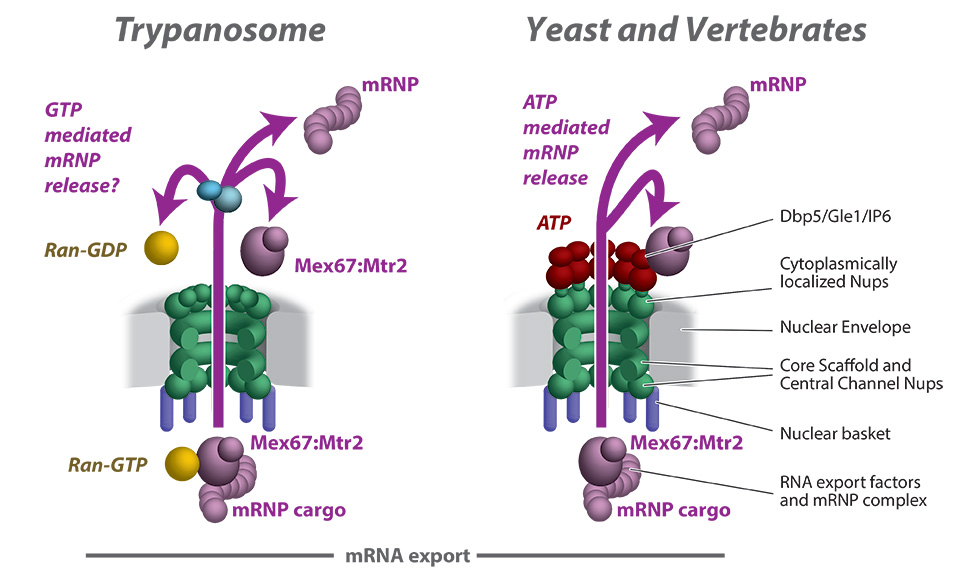 Trypanosomes