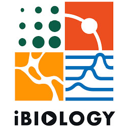 iBiology logo