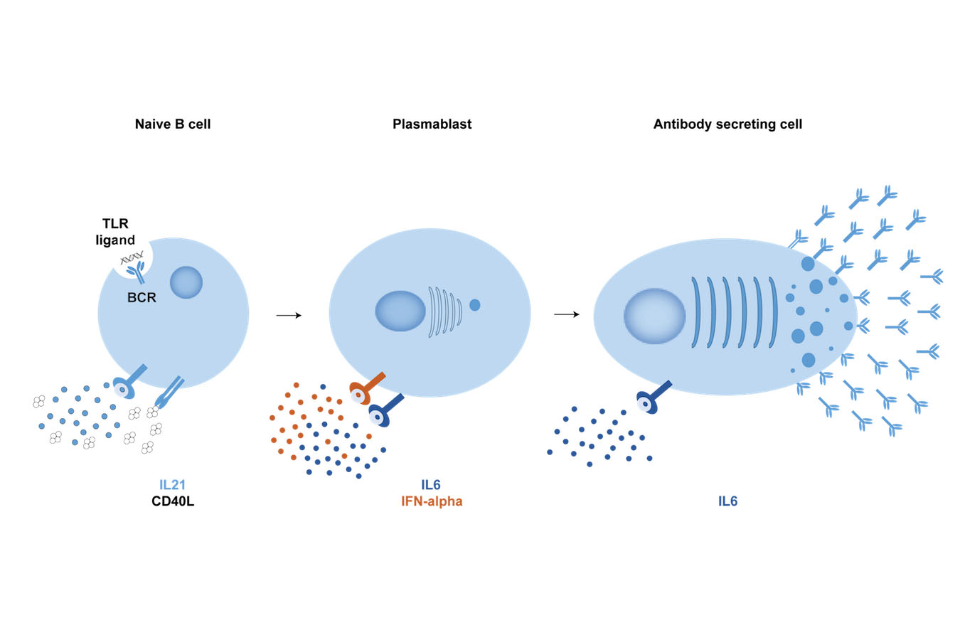 B Cell Biology And Engineering