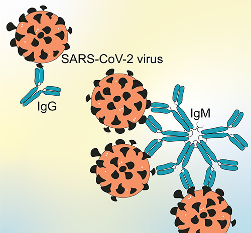 Illustration of SARS-CoV-2 virus