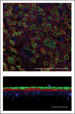 Images of cells