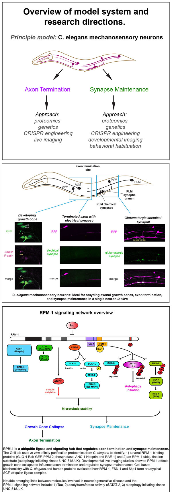 A diagram headed "An overview of model system and research directions."