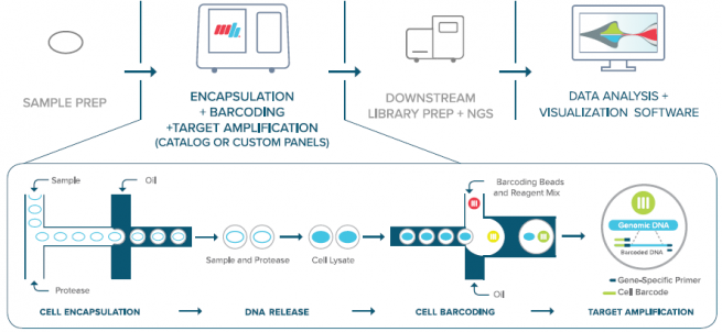 Infographic showing workflow of Mission Bio Tapestri